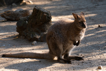A Kangaroo at the zoo