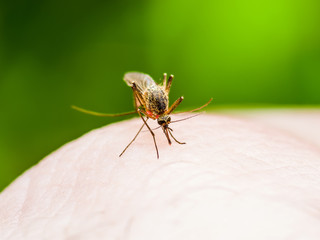 Yellow Fever, Malaria or Zika Virus Infected Mosquito Insect Macro on Green Background