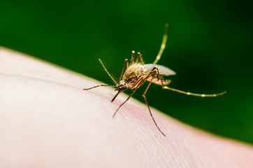 Yellow Fever, Malaria or Zika Virus Infected Mosquito Insect Macro on Green Background
