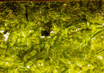 nori chips on a white ceramic plate, seaweed sheets