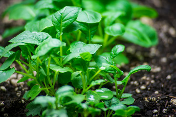 Arugula sprouts in the garden