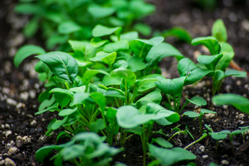 young green plants in the garden