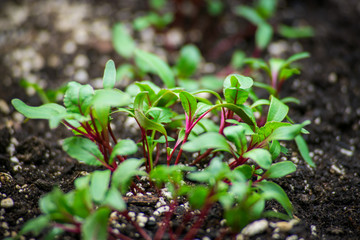 Green beet sprouts