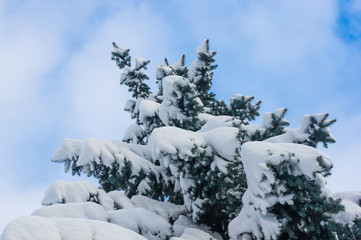 Green fluffy fir tree in the snow