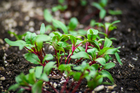 Green Beet Sprouts