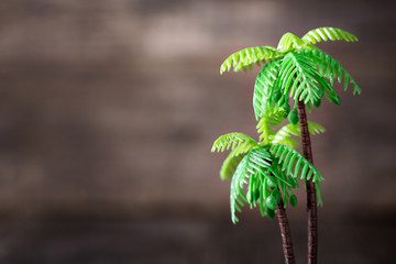 Naklejka premium Small toy of palm tree on wooden background