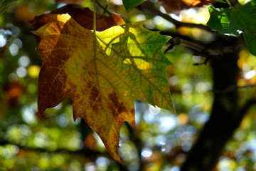 Autumn Leafs