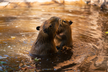 Capybaras playing in the pool at the zoo