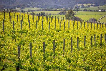 Yarra Valley Vineyard
