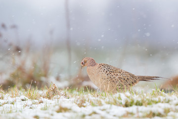 Birds - Common Pheasant (Phasianus colchicus) male - cock