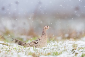 Birds - Common Pheasant (Phasianus colchicus) male - cock