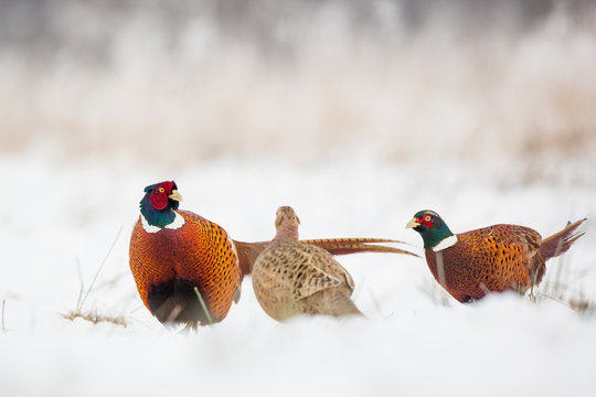 Birds - Common Pheasant (Phasianus colchicus) male - cock