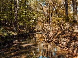 Fall forest on the creek