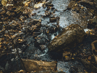 Fall forest on the creek