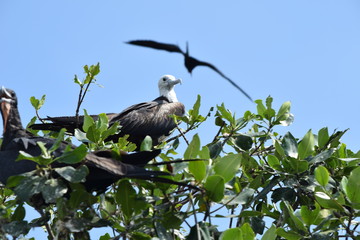 bird on a branch