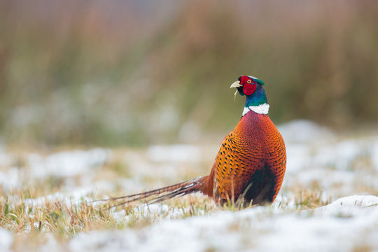 Birds - Common Pheasant (Phasianus colchicus) male - cock - Powered by Adobe