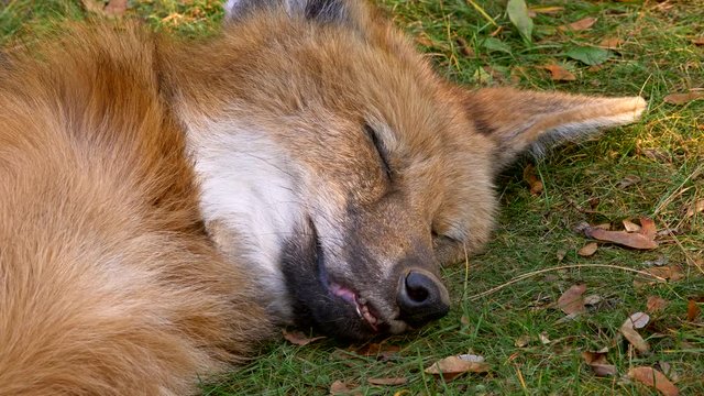 Maned wolf (Chrysocyon brachyurus) sleeping