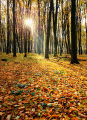 Golden autumnal forest with sunbeams