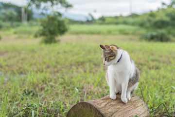 cat on the wood