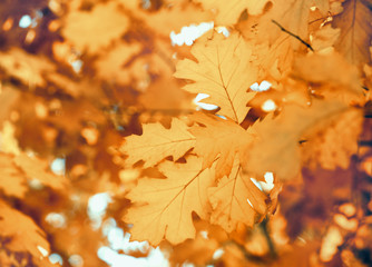 Yellow maple leaves on a twig in autumn