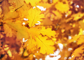 Yellow maple leaves on a twig in autumn