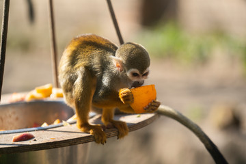 Squirrel Monkey eating a orange at the zoo