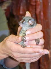 Senegal bushbaby in hand