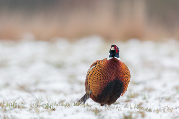 Birds - Common Pheasant (Phasianus colchicus) male - cock