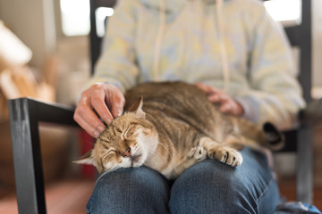 cat sleep at home