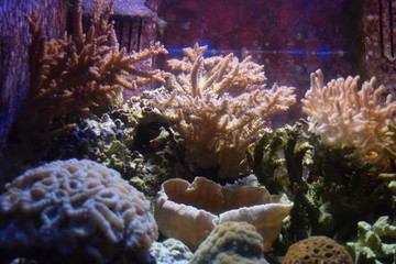 coral reef with fish