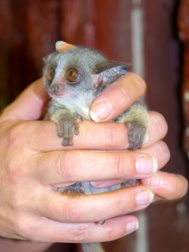 Senegal bushbaby in hand