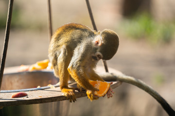 Obraz premium Squirrel Monkey eating a orange at the zoo