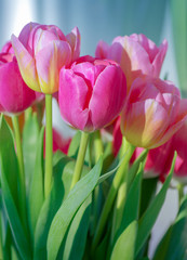 Pink tulip background texture