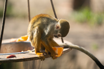 Obraz premium Squirrel Monkey eating a orange at the zoo
