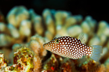 A spotted puffer fish swimming over a coral reef