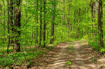 Forest trees. Nature green wood sunlight backgrounds