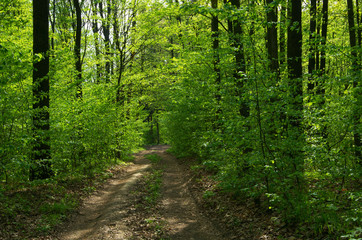 Forest trees. nature green wood sunlight backgrounds