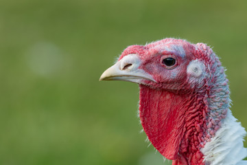 Close up of a turkey head isolated on green with a shallow depth of field and copy space
