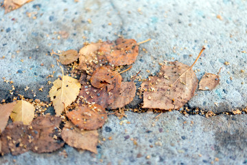 Colourful fall leaves on sidewalk