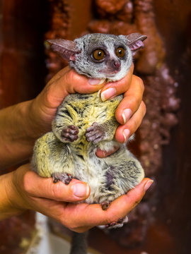 Senegal bushbaby in hand