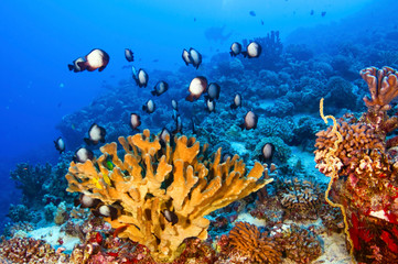 Hawaiian Reef