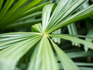 green leaf of palm tree