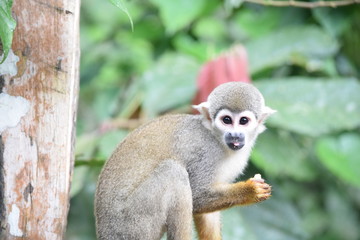 monk monkey