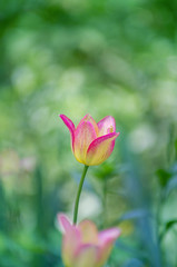 Tulip flower pink is blooming