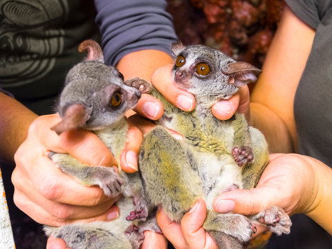 Senegal bushbaby in hand