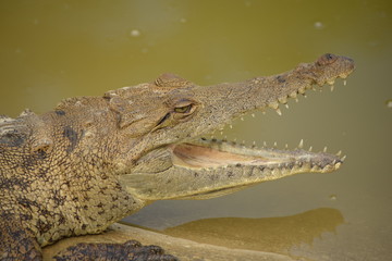crocodile with mouth wide open