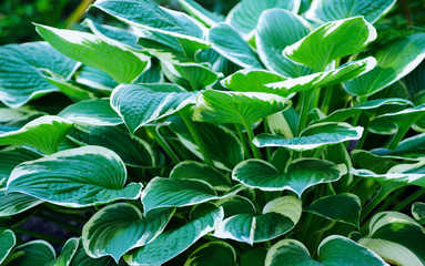 Naklejka na ściany i meble green leaves background texture
