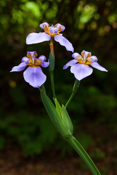 Iris flowers - blue - dark background vertical