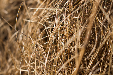 Fototapeta premium closeup of dry grass