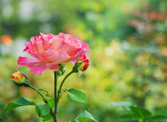 Pink roses on the bush, macro, rose garden